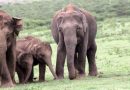 एशियाई हाथी शावक सूँड़ के वयस्क-उपयोग की तुलना में सूँड़ को बाएं-दायें करना जल्दी सीख जाते हैं