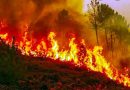 केदारनाथ वन्य जीव प्रभाग के  नागनाथ रेंज के जंगलों में लगी भयंकर आग 