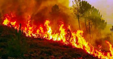केदारनाथ वन्य जीव प्रभाग के  नागनाथ रेंज के जंगलों में लगी भयंकर आग 