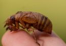 The cicada-geddon is here. It’s the biggest bug emergence in centuries.