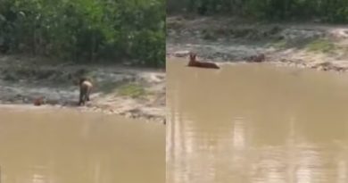 Tiger cub mimics its mother in viral video, internet can’t help but go aww