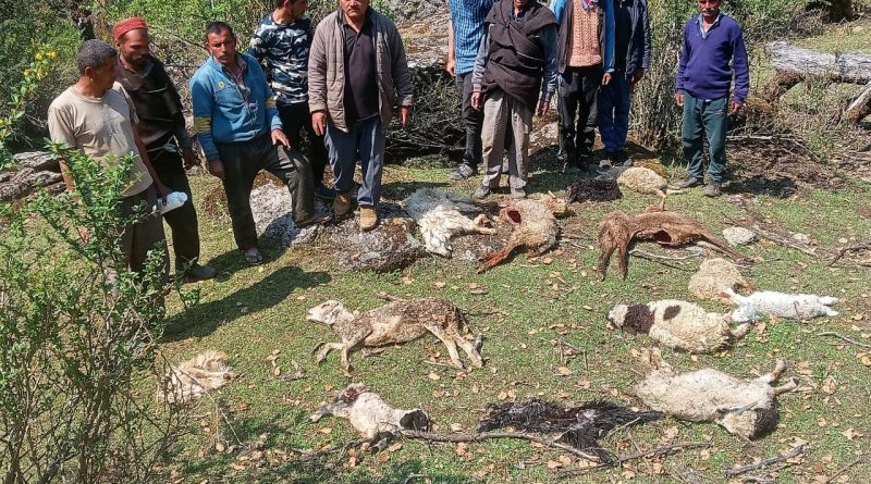 ब्रहमताल के बुग्यालों में  निमोनिया बीमारी से मरी 150 से अधिक भेड़ बकरियां