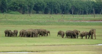 मानव-परिवर्तित भोजन वितरण हाथियों के आक्रामक व्यवहार को प्रभावित करता है