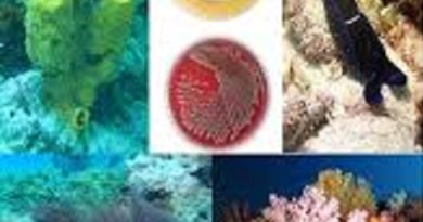 गहरे समुद्र में  कैंसर, एंजियोजेनिक, सूजन और  जीवाणु- रोधी दवाओं के योगिकों की खोज 