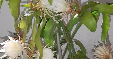 Epiphyllum oxypetalum, Generall mistaken and Misquoted as Devine Brahma Kamal