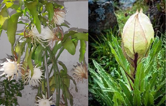 असली और नकली ब्रह्मकमल  : Epiphyllum oxypetalum is widely mistaken and Misquoted as Devine Brahma Kamal