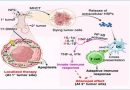 New heat-based approach to cancer treatment can reduce chemotherapy doses