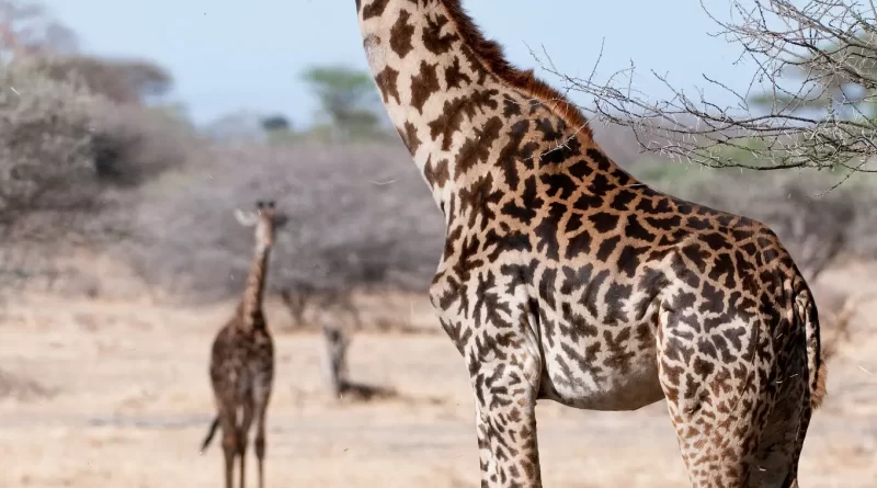वैज्ञानिकों ने जिराफों को चार प्रजातियों में विभाजित किया, तीन संकट में हैं।