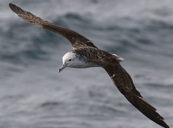 ये शानदार समुद्री पक्षी कभी रुककर मलत्याग नहीं करते