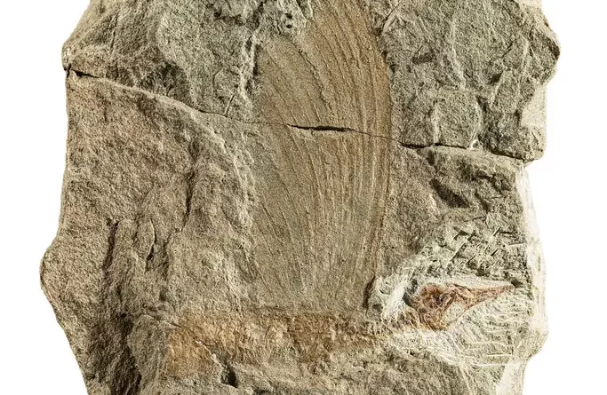 Something Like Feathers Grew on a 247-Million-Year-Old Reptile