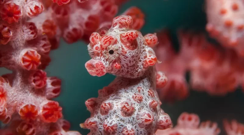 HOW THE PYGMY SEA HORSE LOST ITS SNOUT