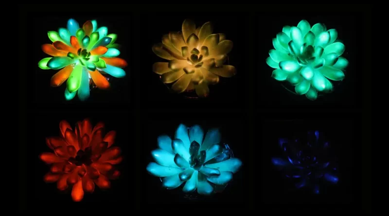 It’s a Night Light. It’s a Plant. It’s a Glowing Succulent.