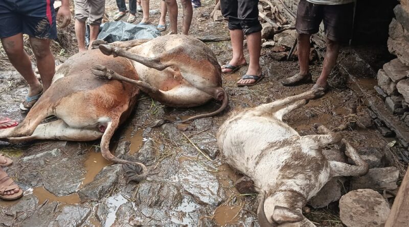 तलवाड़ी के बैनोली गांव पर टूटा आसमान,  दीवार गिरने से मवेशियों की मौत, सड़कें टूटी, जनजीवन अस्तव्यस्त