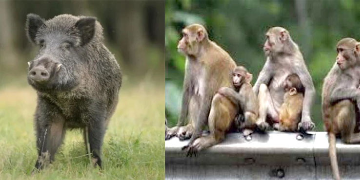 पोखरी के गावों में जंगली जानवरों का आतंक, किसान परेशान