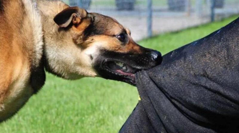 आवारा कुत्तों की समस्या: सर्वोच्च न्यायालय के समक्ष एक मुद्दा