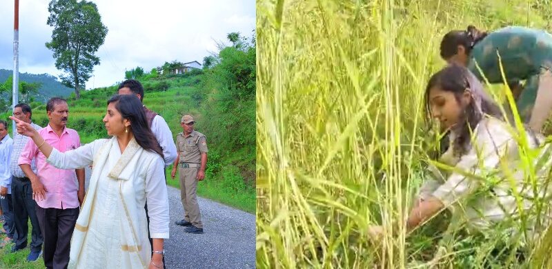 पौड़ी की जिलाधिकारी ने धान की कटाई कर बढ़ाया ग्रामीणों का उत्साह