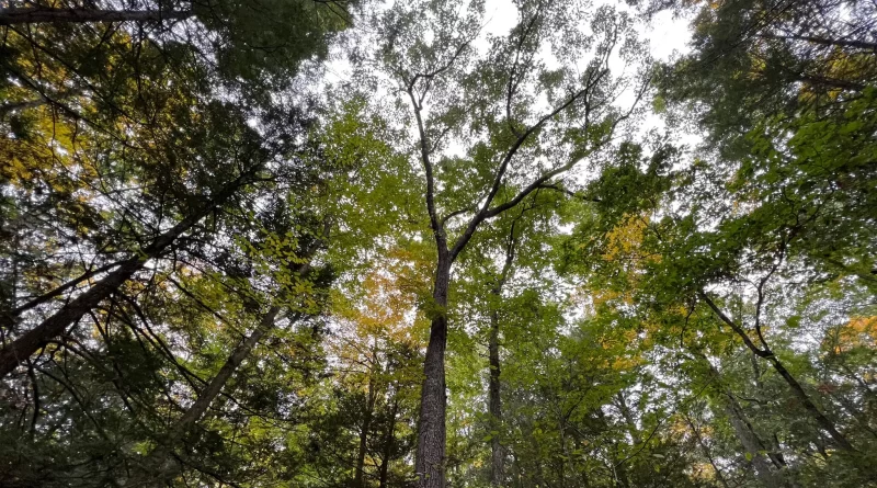 IN EVERY TREE, A TRILLION TINY LIVES