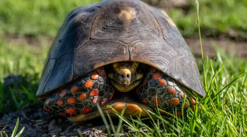 Do Reptiles Have Moods, Too?