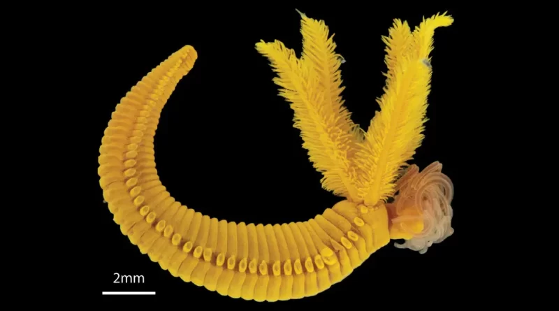 Trilobites : This Golden Worm Fights Poison With Poison