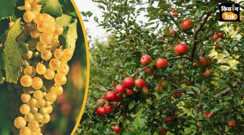 बागवानी से खुल रहे समृद्धि के द्वार , देखिये वीडियो