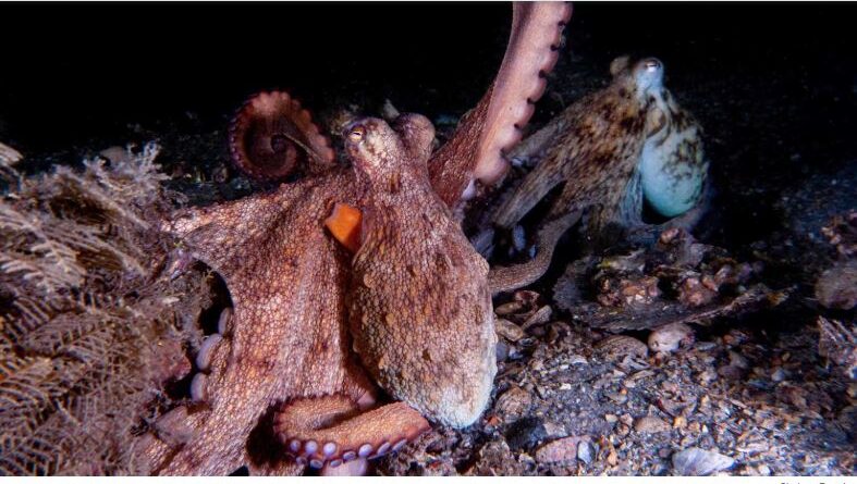 Building an Octopus Dictionary, One Arm Movement at a Time