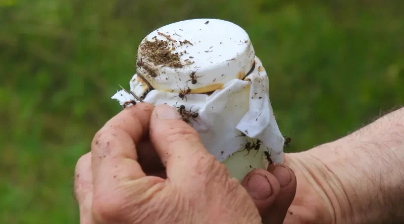 This Traditional Yogurt Recipe’s Secret Ingredient Has 6 Legs