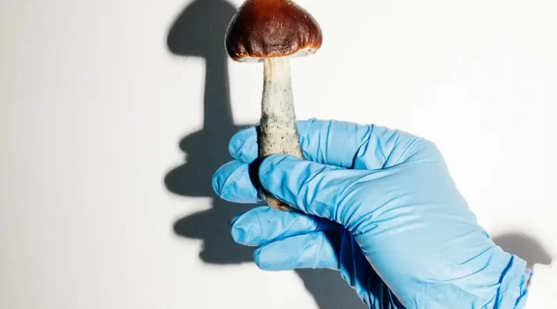 How Psychedelic Mushrooms Evolved Their Magic