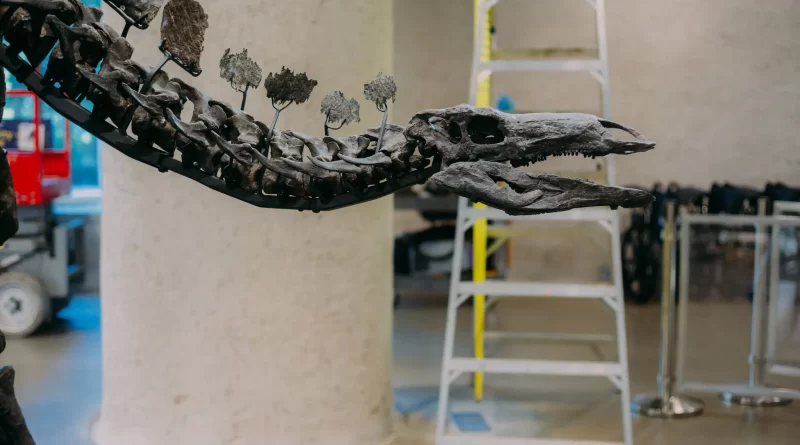 One of the World’s Largest Stegosaurus Skeletons Was Moved. Twice