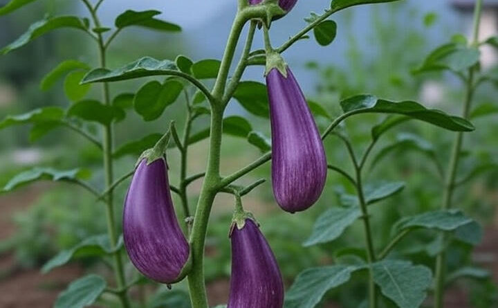 बैंगन का पौधा जो उगाए टमाटर भी? नाम रखिए – ‘ब्रिमैटो’