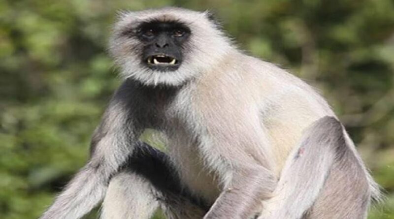 लंगूरों का आतंक: खेत-खलिहान उजड़े, महिलाएं-बच्चे भयभीत, वन विभाग खामोश