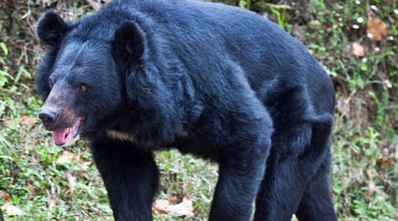 जोशीमठ के डुमक गांव में भालू के हमले में पति की मौत, पत्नी गंभीर घायल