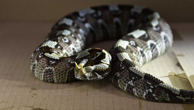 लाइट्स, कैमरा, ज़हर : जब साँप करता है वार !