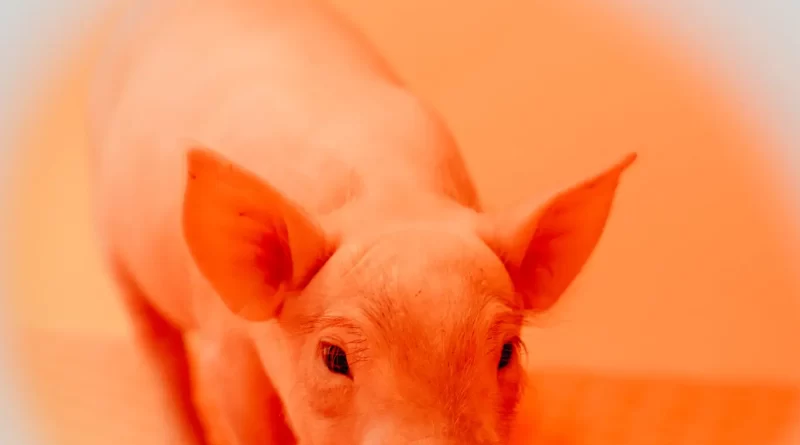 Scientists Grow More Hopeful About Ending a Global Organ Shortage