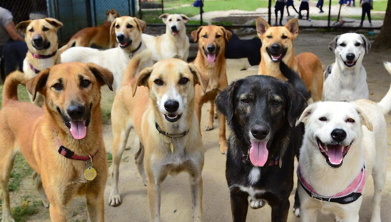 सुप्रीम कोर्ट का आवारा कुत्तों पर ऐतिहासिक फैसला: सार्वजनिक स्थानों से हटाने और शेल्टर में रखने का आदेश