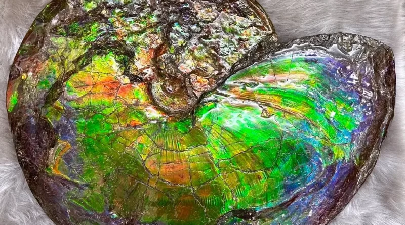 How a Sea Creature’s Fossils Show All the Colors of the Rainbow