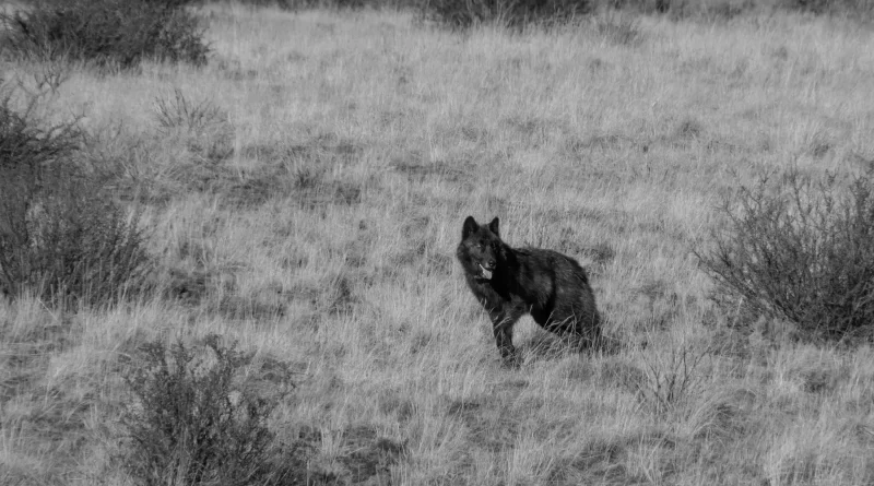 The Reality of Living With Wolves, Bears and Mountain Lions