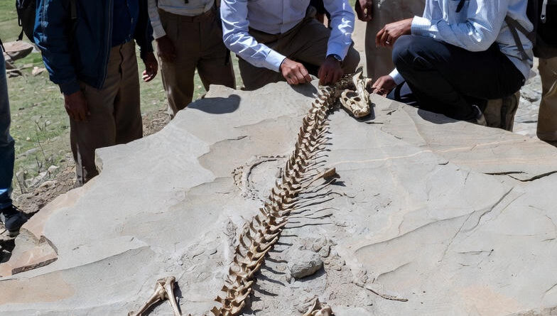 वैज्ञानिकों ने हिमालय स्थित लद्दाख से लगभग 3.5 करोड़ वर्ष पुराने दुर्लभ सांप के जीवाश्म की खोज की