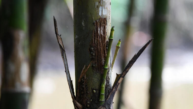 मणिपुर के 37 हज़ार साल पुराने बांस ने एशिया के हिमयुग का रहस्य खोला