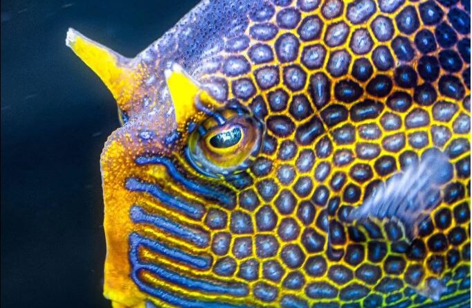 Where You See a Fancy Fish, Engineers See Alan Turing’s Math