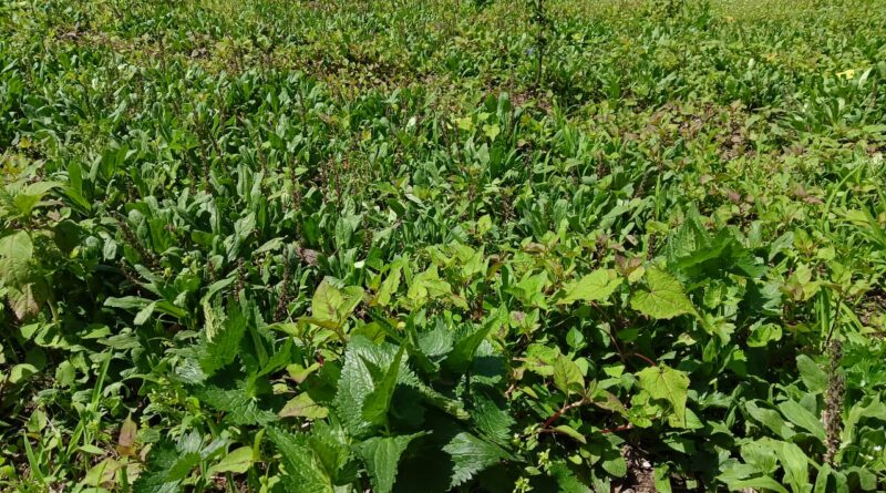 पिंडर घाटी का घेस जड़ी बूटी ग्राम घोषित, 9 नवंबर को होगा सम्मानित