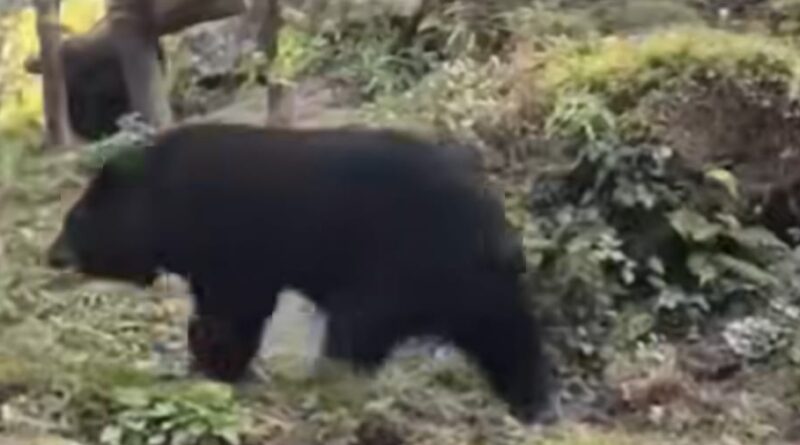 जंगल का बढ़ता आतंक: पहाड़ों में गुलदार और भालू से दहशत, 25 साल बाद भी नीति का इंतज़ार