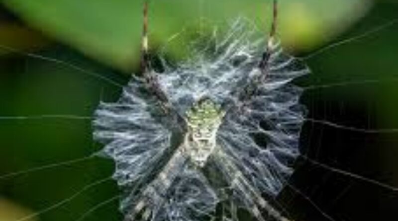 मकड़ियों के जाल की रहस्यमयी सजावट: सुंदरता नहीं, विज्ञान की नई परिभाषा