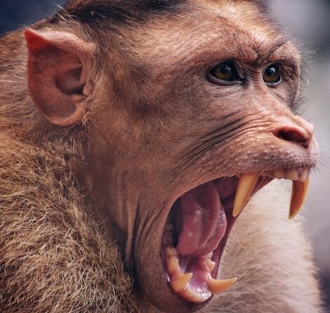 जीना हुआ मुश्किल : बाघ और भालुओं के साथ ही बंदर -लंगूर भी खूंखार हो गये