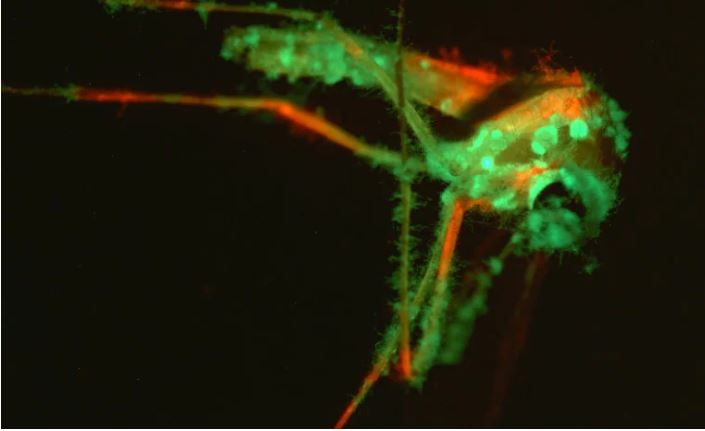 This Genetically Engineered Fungus Could Help Fix Your Mosquito Problem