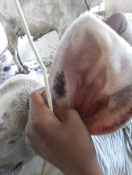 पशुधन स्वास्थ्य को सुदृढ़ बनाने हेतु पारंपरिक चिकित्सा पद्धतियों का मानकीकरण