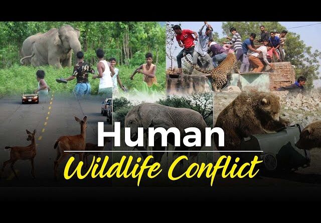 उत्तराखंड में मानव– वन्यजीव संघर्ष तेजी से बढ़ा,  इस साल भालू ने  6 जानें ली