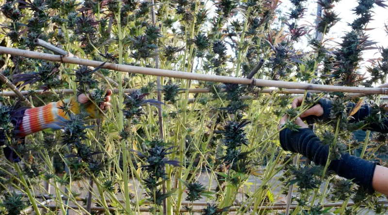 Trump’s New Marijuana Policy Offers an Opportunity