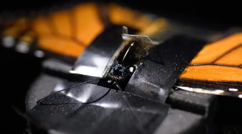 In Pursuit of the Monarch’s Magnetic Sense