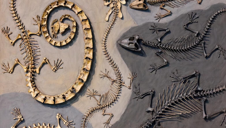 हिमाचल प्रदेश के हरितल्यांगर में मिले 91 लाख वर्ष पुराने छिपकली और सांप के जीवाश्म