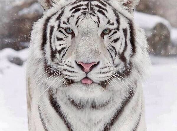 बाघ भी चढ़ने लगे हिमालय की ऊंचाईयां ; अब तक यह इलाका गुलदार का है